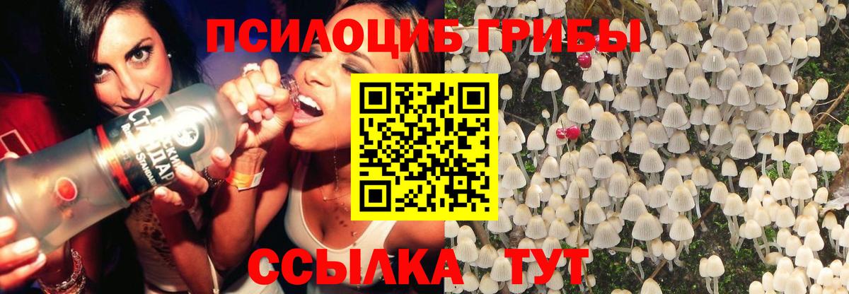 купить наркотик  Псилоцибиновые грибы MAGIC MUSHROOMS  Вход с VPN  Миллерово  Галлюциногенные грибы Psilocybine cubensis 